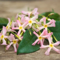 Jasmin étoilé Asiaticum Pink Showers®/pot De 3l - Echelle Bambou 60/120 Cm