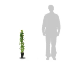 Clématite Nelly Moser/pot De 3l - Echelle Bambou 60/120 Cm -Magasin De Plantes De Qualité 63f4d0a8a52186.83770239