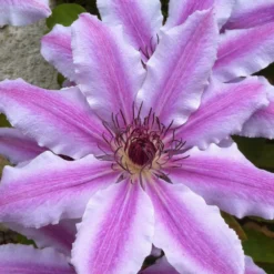 Clématite Nelly Moser/pot De 3l - Echelle Bambou 60/120 Cm