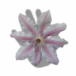 Clématite Nelly Moser/pot De 3l - Echelle Bambou 60/120 Cm -Magasin De Plantes De Qualité 63f4d0a8b59644.83287432