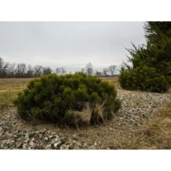 Pin De Montagne Mugo Var. Pumilio/pot De 12l - 50/60 Cm -Magasin De Plantes De Qualité 63f4d2fa2a3705.74337881