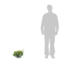 Faux Cyprès Pisifera Sungold/pot De 3l - 20/40 Cm -Magasin De Plantes De Qualité 63f4d326a0bb09.02367901