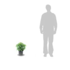 Cèdre Du Japon Japonica Elegans/pot De 3l - 20/40 Cm -Magasin De Plantes De Qualité 63f4d5efee50d7.90979593