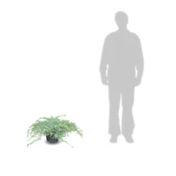 Genévrier écailleux Squamata Blue Carpet/pot De 5l - 40/60 Cm -Magasin De Plantes De Qualité 63f4d6076e4c51.14450842