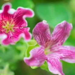 Arauja Sericofera Rosea/pot De 3l - Echelle Bambou 60/120 Cm -Magasin De Plantes De Qualité 63f4d750a16243.88090807