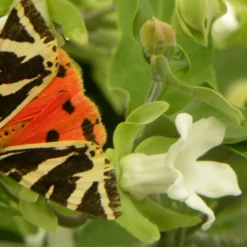 Arauja Sericofera Alba/pot De 1,5l - 20/50 Cm -Magasin De Plantes De Qualité 63f4d751d73372.03628653