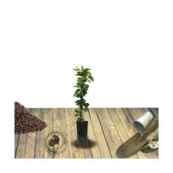 Chèvrefeuille Similis Var. Delavayi/pot De 10l - 400/500 Cm Sur Ficelle -Magasin De Plantes De Qualité 63f4d7dab60624.65218314