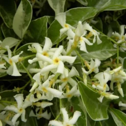 Jasmin étoilé Jasminoïdes Variegata/pot De 10l - 200/300 Cm Sur Ficelle