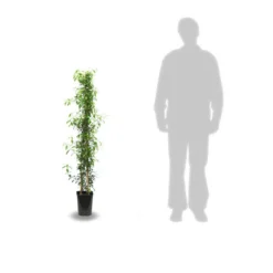 Jasmin étoilé Jasminoïdes Variegata/pot De 10l - 200/300 Cm Sur Ficelle -Magasin De Plantes De Qualité 63f4d7e1994e84.74776720