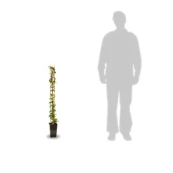 Jasmin étoilé Jasminoïdes Variegata/pot De 10l - 200/300 Cm Sur Ficelle -Magasin De Plantes De Qualité 63f4d7e19c0094.13757028