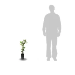 Jasmin étoilé Jasminoïdes Variegata/pot De 10l - 200/300 Cm Sur Ficelle -Magasin De Plantes De Qualité 63f4d7e1a684b7.44028823