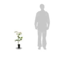 Glycine De Chine Sinensis/pot De 2l - 60 Cm -Magasin De Plantes De Qualité 63f4d7e58ff340.86883666