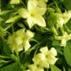 Jasmin Blanc Officinalis Clotted Cream® 'devon Cream'/pot De 1,8l
