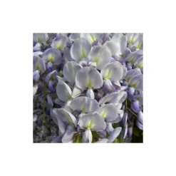 Glycine De Chine Sinensis/pot De 10l - 400/500 Cm Sur Ficelle -Magasin De Plantes De Qualité 63f4d7ff3694a1.83214454