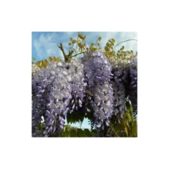 Glycine De Chine Sinensis/pot De 10l - 400/500 Cm Sur Ficelle -Magasin De Plantes De Qualité 63f4d7ff418660.29437400
