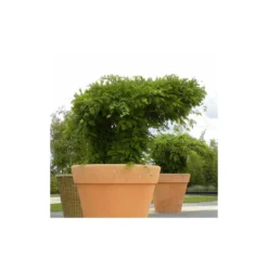 Glycine De Chine Sinensis/pot De 10l - 400/500 Cm Sur Ficelle -Magasin De Plantes De Qualité 63f4d7ff44d7a8.85644772