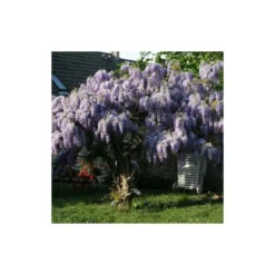 Glycine De Chine Sinensis/pot De 10l - 400/500 Cm Sur Ficelle -Magasin De Plantes De Qualité 63f4d7ff6ae844.08031931