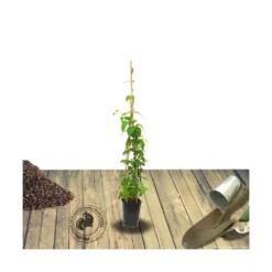 Chèvrefeuille Henryi Copper Beauty®/godet - 5/20 Cm -Magasin De Plantes De Qualité 63f4d83ce13ad4.06367611