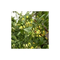 Chèvrefeuille Henryi Copper Beauty®/godet - 5/20 Cm -Magasin De Plantes De Qualité 63f4d83d000c12.20617881