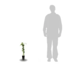 Passiflore Caerulea/pot De 10l - 300/400 Cm Sur Ficelle -Magasin De Plantes De Qualité 63f4d8429225e8.87129398