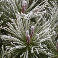 Pin De Montagne Mugo Var. Mughus/pot De 7,5l - 60/80 Cm