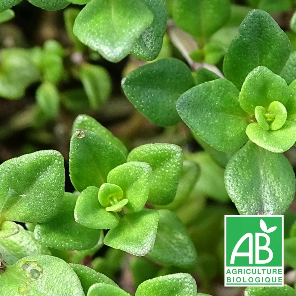 Thym Citron Bio/lot De 9 Godets 1 Thym Citron Bio/lot De 9 Godets