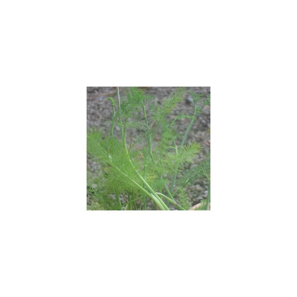 Fenouil Commun Vulgare/lot De 3 Godets 1 Fenouil Commun Vulgare/lot De 3 Godets