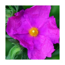 Ciste Pourpre Purpureus/pot De 4l - 40/60 Cm -Magasin De Plantes De Qualité 63fdf480901be1.44204715