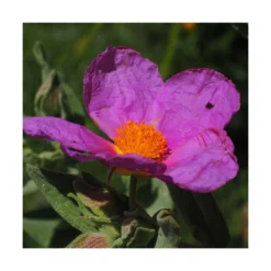 Ciste Pourpre Purpureus/pot De 4l - 40/60 Cm -Magasin De Plantes De Qualité 63fdf48094f861.80590374