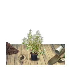 Elaeagnus X Ebbingei Viveleg®/pot De 7,5l - 80/100 Cm -Magasin De Plantes De Qualité 640098671027a1.90271693