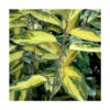 Elaeagnus X Ebbingei Viveleg®/pot De 7,5l - 80/100 Cm