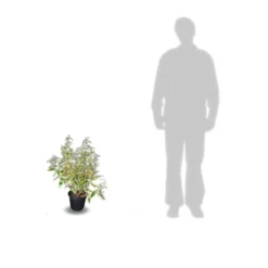 Elaeagnus X Ebbingei Viveleg®/pot De 7,5l - 80/100 Cm -Magasin De Plantes De Qualité 64009867184123.05823370