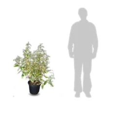 Elaeagnus X Ebbingei Viveleg®/pot De 7,5l - 80/100 Cm -Magasin De Plantes De Qualité 640098671cc634.82681727