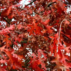 Chêne Rouge D'amérique/pot De 10l - 125/150 Cm