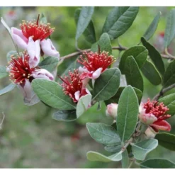 Acca Sellowiana (feijoa Ou Goyave Ananas) Rouge - Taille Pot De 9 Litres - 80/100 Cm -Magasin De Plantes De Qualité 64038b6a41aaf7.90782527