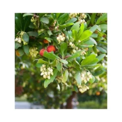 Arbutus Unedo Var. Rubra (arbousier) Blanc - Taille Pot De 2 Litres ? 30/40 Cm -Magasin De Plantes De Qualité 64038b70be2740.89600374