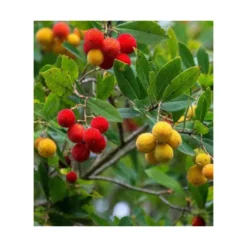 Arbutus Unedo Var. Rubra (arbousier) Blanc - Taille Pot De 2 Litres ? 30/40 Cm -Magasin De Plantes De Qualité 64038b70c1f563.02804112