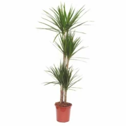 Dracaena Marginata 'green' (dragonnier) Taille Pot De 6l - 4 Pieds - 110/130cm 5 Dracaena Marginata 'green' (dragonnier) Taille Pot De 6l - 4 Pieds - 110/130cm -Magasin De Plantes De Qualité 64038b87899127.76714851