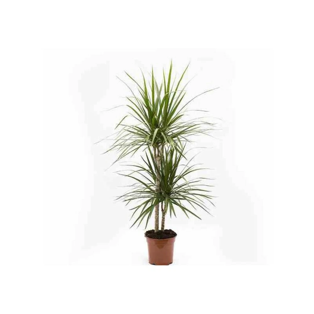 Dracaena Marginata 'green' (dragonnier) Taille Pot De 6l - 4 Pieds - 110/130cm 1 Dracaena Marginata 'green' (dragonnier) Taille Pot De 6l - 4 Pieds - 110/130cm
