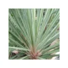 Cordyline Australis Pink Champagne Blanc - Taille Pot De 7 Litres ? 60/80 Cm