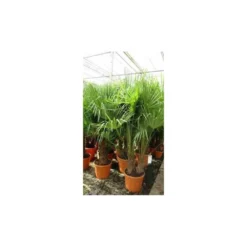 Trachycarpus Fortunei (palmier Chanvre, Palmier Moulin à Vent) Pot De 1 Litre ? 20/40 Cm -Magasin De Plantes De Qualité 64038b9d1520c3.46526046
