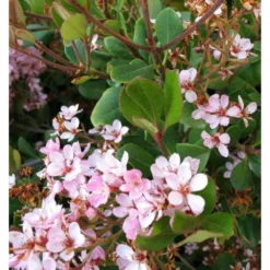 Rhaphiolepis Indica Taille Pot De 2 Litres ? 20/30 Cm - Rose -Magasin De Plantes De Qualité 64038baf4762c1.44792849