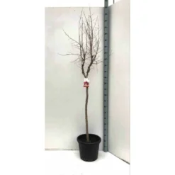 Punica Granatum Adulte (grenadier à Fruits) Rouge - Taille Pot 65l - 150/175cm - Peri 20/25 -Magasin De Plantes De Qualité 64038bb9153683.96984842