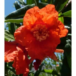 Punica Granatum Adulte (grenadier à Fruits) Rouge - Taille Pot 65l - 150/175cm - Peri 20/25 -Magasin De Plantes De Qualité 64038bb918bb94.17283606