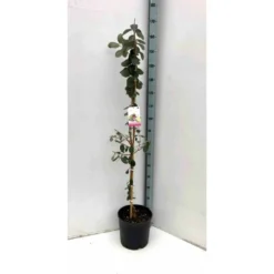 Acca Sellowiana (feijoa Ou Goyave Ananas) Rouge - Taille Pot De 7 Litres ? 100/120 Cm