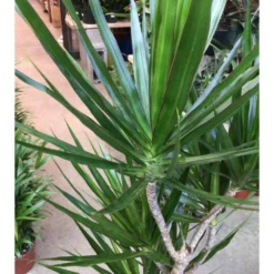 Dracaena Marginata 'green' (dragonnier) Taille Pot De 50l - 150/175cm -Magasin De Plantes De Qualité 64038bd2441c75.46678785
