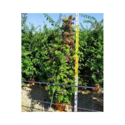 Bougainvillea Vera (bougainvillier Très Florifère) Taille Pot De 3.5l - 80/100cm -Magasin De Plantes De Qualité 64038c19062340.12754263