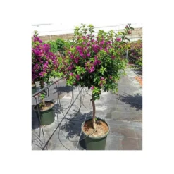Bougainvillea Vera (bougainvillier Très Florifère) Taille Pot De 3.5l - 80/100cm -Magasin De Plantes De Qualité 64038c190f47a0.95204682