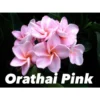 Plumeria Rubra "orathai Pink" (frangipanier) Rose - Taille Pot De 2 Litres ? 20/30 Cm
