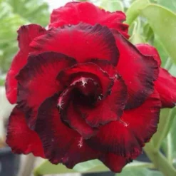 Adenium Obesum Cv.dang Hunsadee Rouge - Taille Caudex D'environ 300g 20/25cm